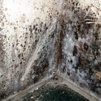 $150 MOLD INSPECTION & TESTING WITH MOLD LAB ANALYSIS