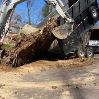 HIGHEST Quality Tree Removal at Lowest price
