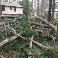 Tree Service Removal & Landscaping (Visa and Mastercard accepted) (Raleigh)