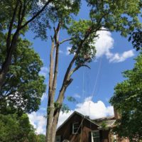 🌲Combo Contracting Tree Removal Service 🚜 Save💰 (Charlotte , Concord, Hunterville, Pineville, Rock Hill, UNC)