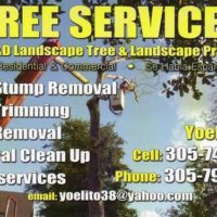 Tree Trimming * Tree removal * stump grinding * Bobcat Service