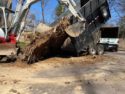HIGHEST Quality Tree Removal at Lowest price